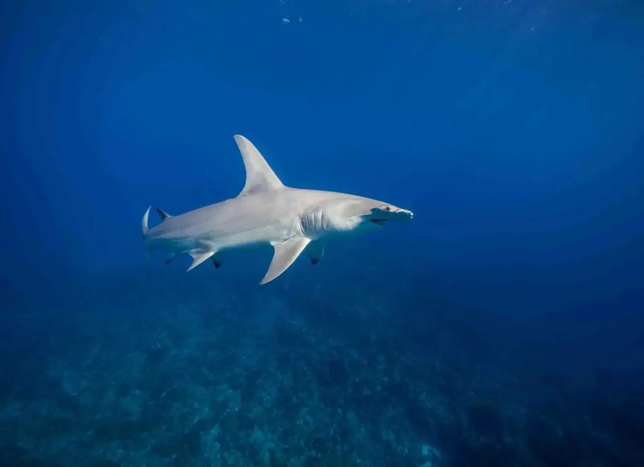 Wildlife around Fakarava