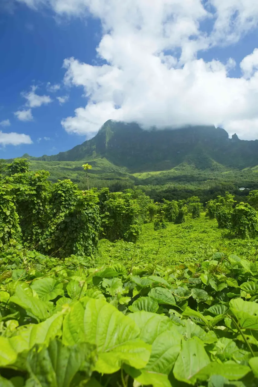 The landscape of Raiatea