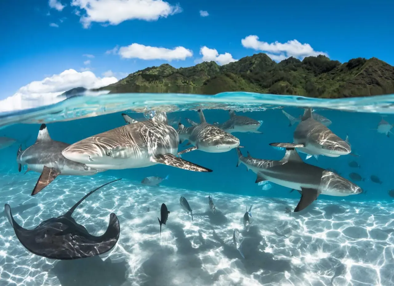 Wildlife around Rangiroa