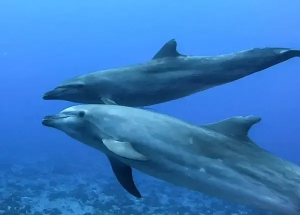 Wildlife around Tahiti