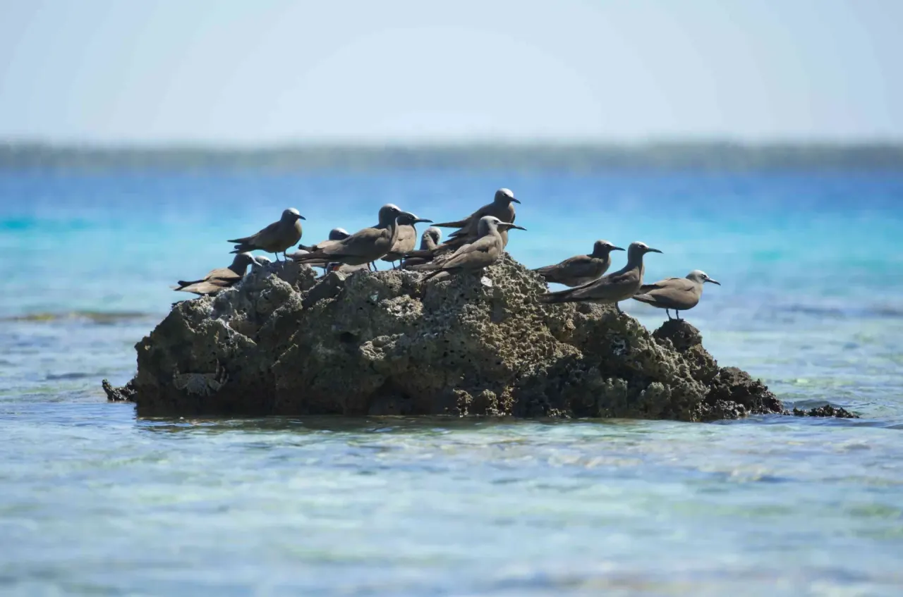 Wildlife around Tikehau